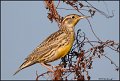 _1SB8133 eastern meadowlark